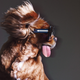 Image for article titled Karen Walker's Latest Campaign Stars An Adorable Dog Named Toast